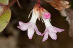 Trailing arbutus